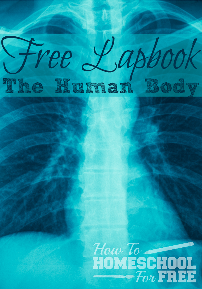 Teach your kids about the human body with this FREE printable Human Body Lapbook!