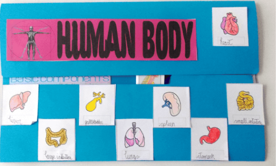 Human Body Lapbook