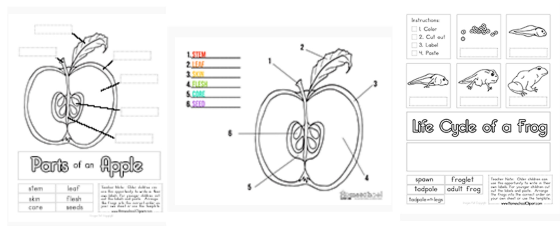 free printable science charts and worksheets