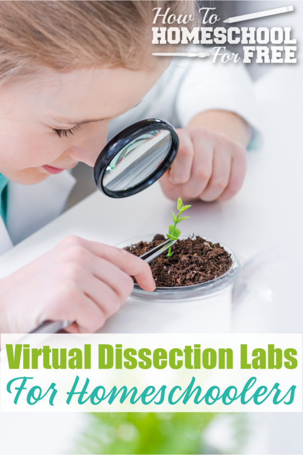 free virtual frog dissection lab